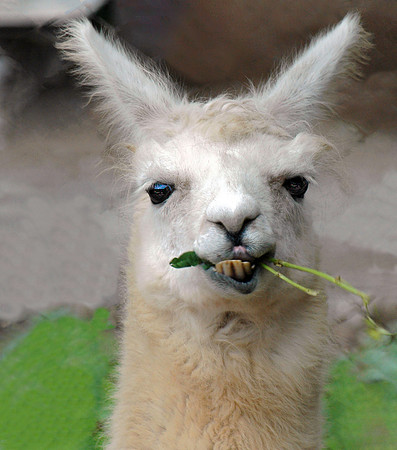 Alpaca