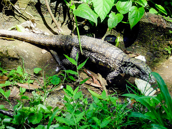 Argentine black and white tegu