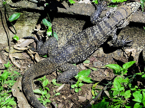 Argentine black and white tegu