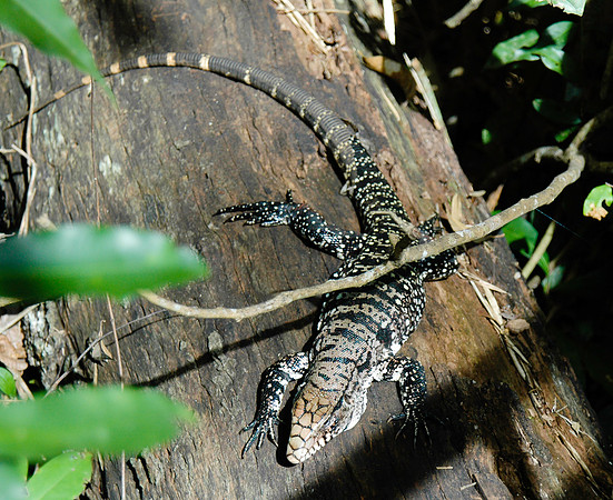 Argentine black and white tegu