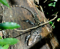 Argentine black and white tegu