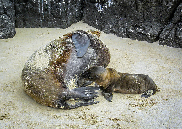 Galapagos sea lion