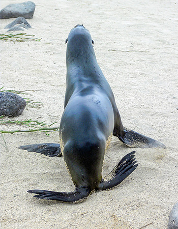 Galapagos sea lion