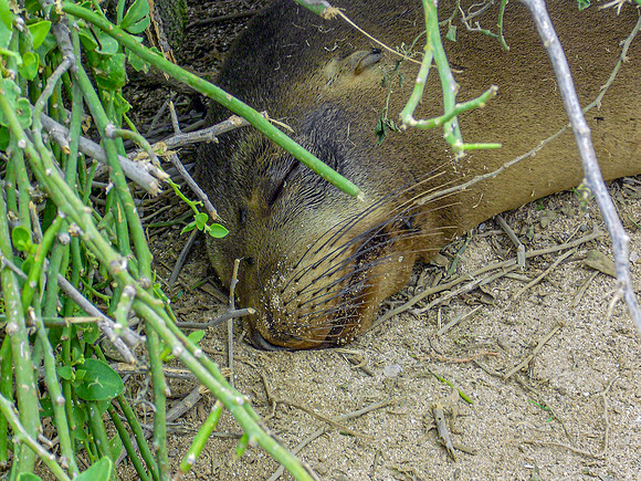 Galapagos sea lion