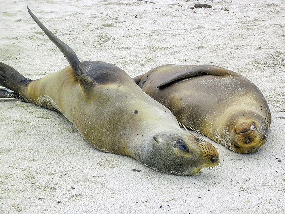 Galapagos sea lion