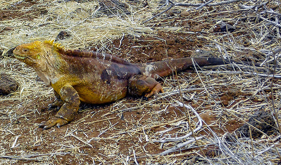 Galapagos land iguana