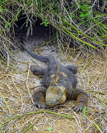 Galapagos land iguana