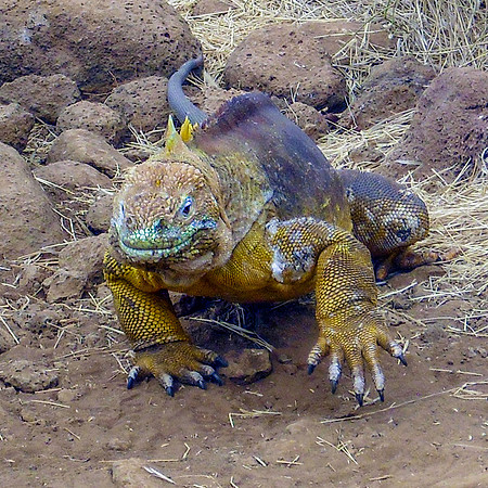 Galapagos land iguana