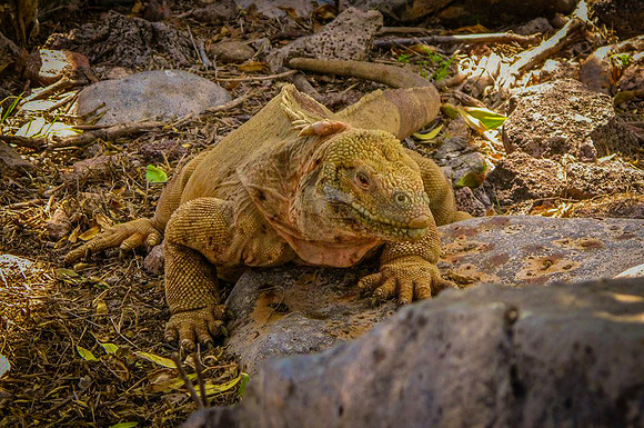 Galapagos land iguana