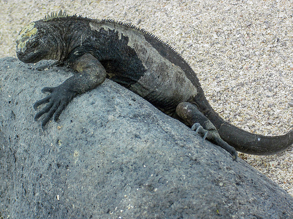 Galapagos marine iguana