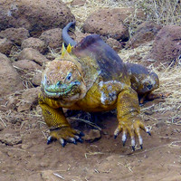 Galapagos land iguana