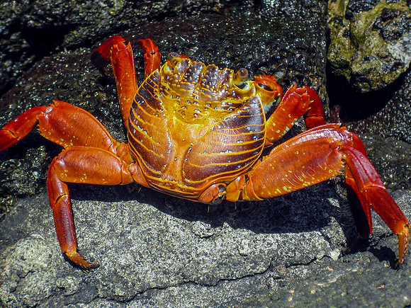 Sally Lightfoot crab