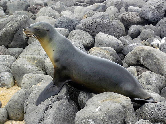 Galapagos sea lion