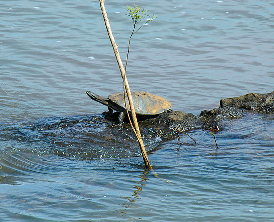 William’s South-American Side-necked Turtle
