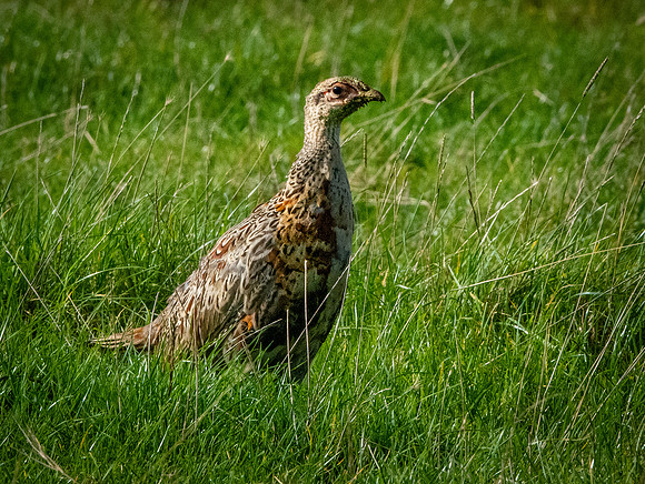 Common pheasant, immature