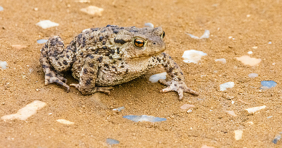 Common toad