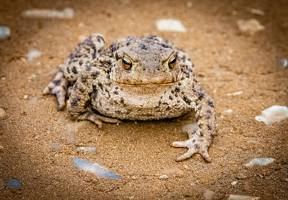 Common toad