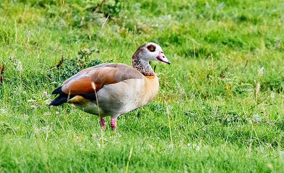 Egyptian goose