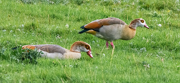 Egyptian goose