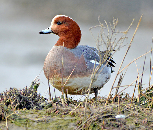 Eurasian wigeon
