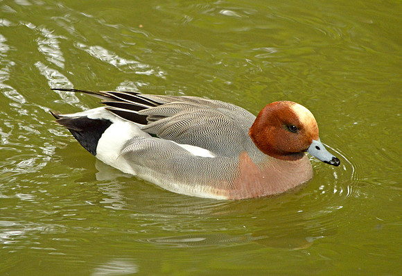 Eurasian wigeon