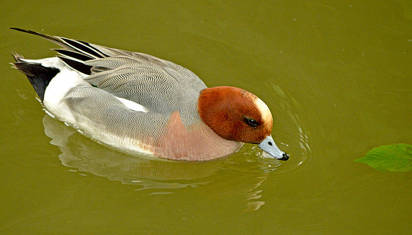 Eurasian wigeon