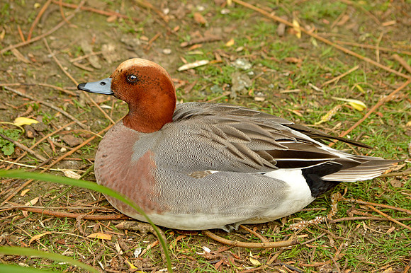 Eurasian wigeon