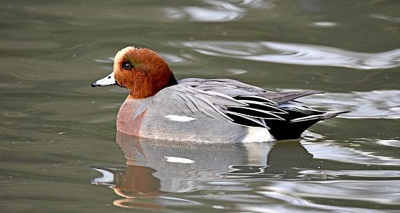 Eurasian Wigeon