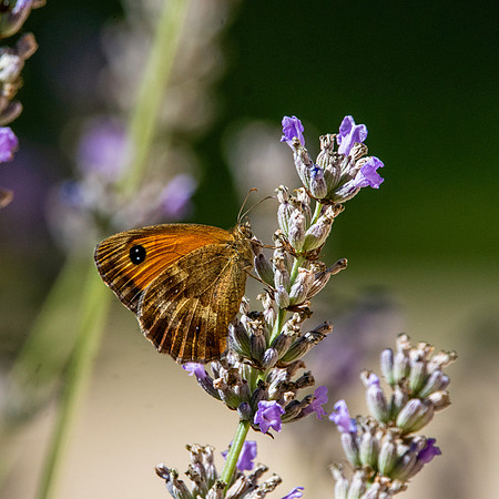 Gatekeeper butterfly