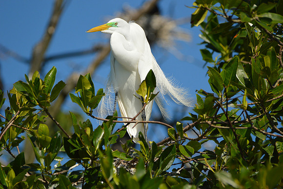 Great egret / great white egret