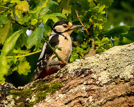 Great spotted woodpecker, female