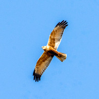 Marsh harrier