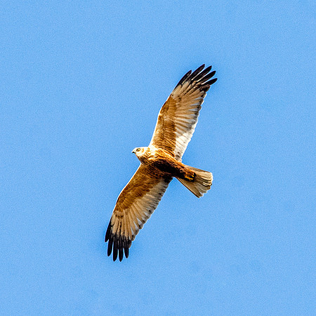 Marsh harrier