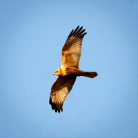 Marsh harrier