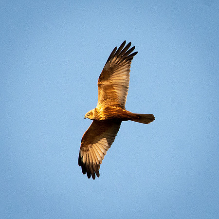 Marsh harrier