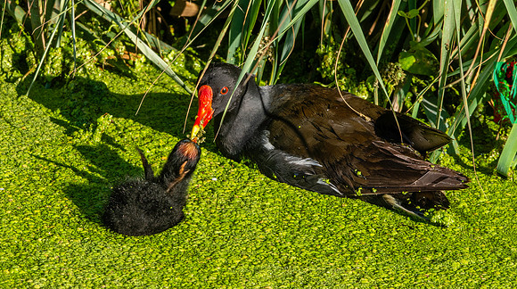 Moorhen chick