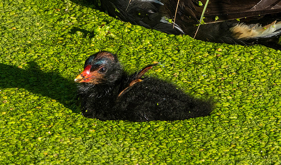 Moorhen chick
