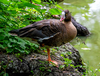 Lesser white fronted goose