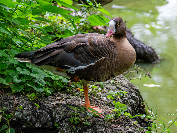 Lesser white fronted goose