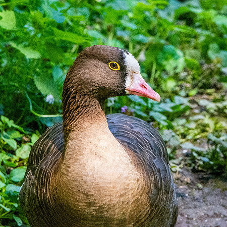 Lesser white fronted goose