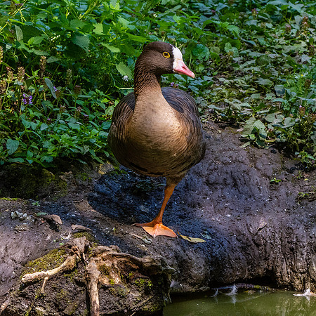 Lesser white fronted goose