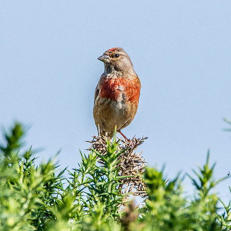 Linnet, male