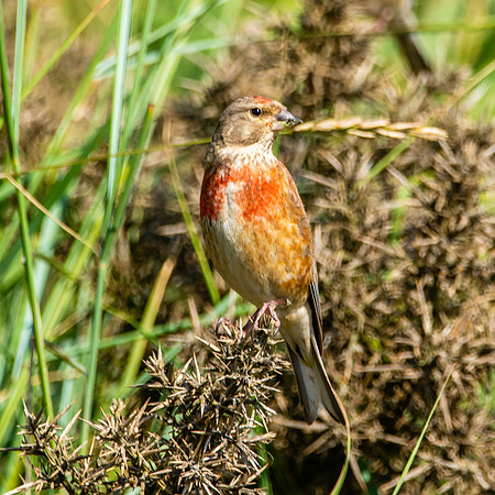 Linnet, male