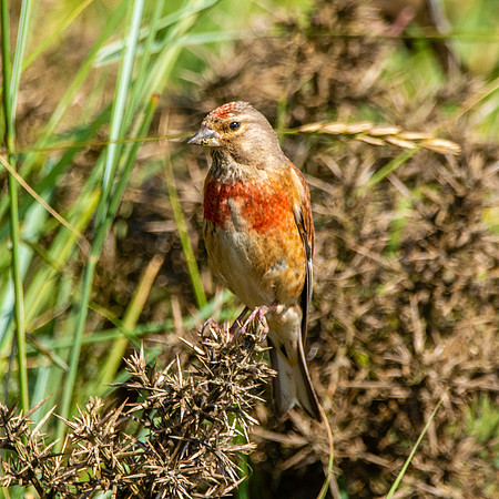 Linnet, male