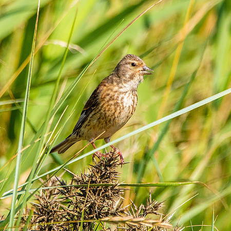 Linnet, female
