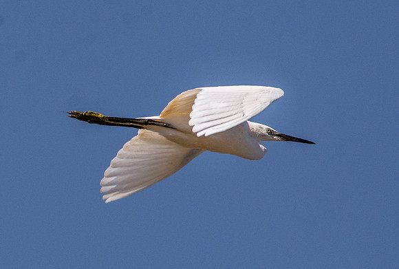 Little egret, flying