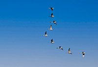 Northern Pintail