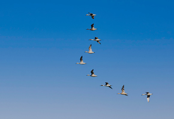 Northern Pintail