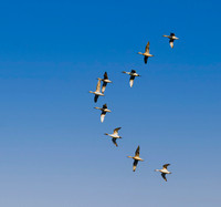 Northern Pintail