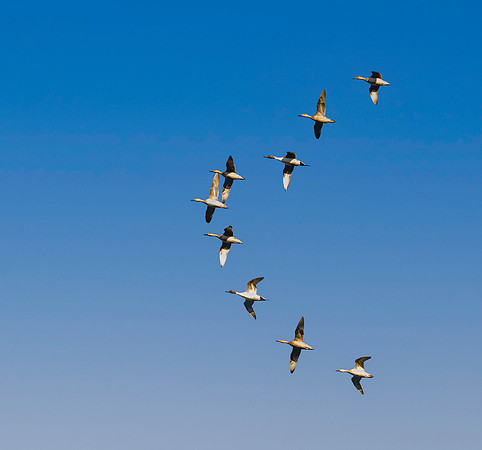 Northern Pintail
